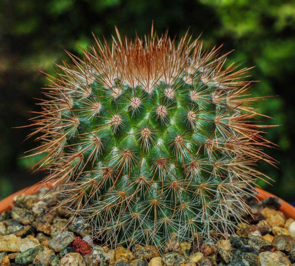 Маммилярия mammillaria - виды, уход, размножение, особенности