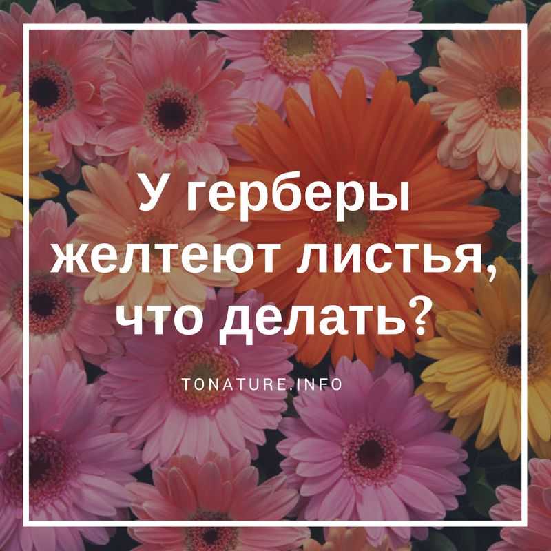 Гербера комнатная уход в домашних условиях полив и размножение