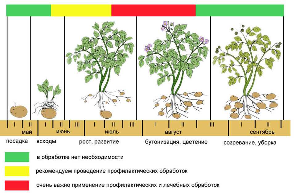 Как вырастить плетистую розу из семян, как выглядят семена