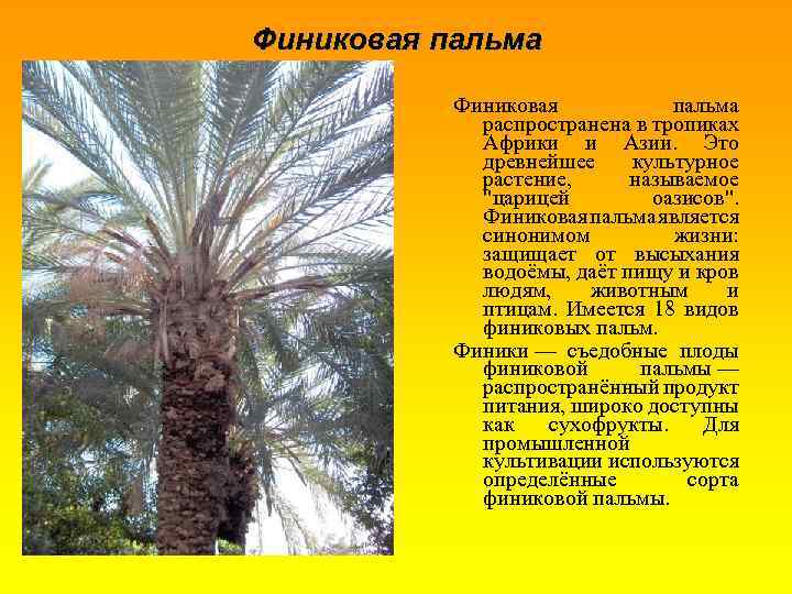 Экзотическая финиковая пальма дома: как посадить растение и ухаживать за ним в комнатных условиях?