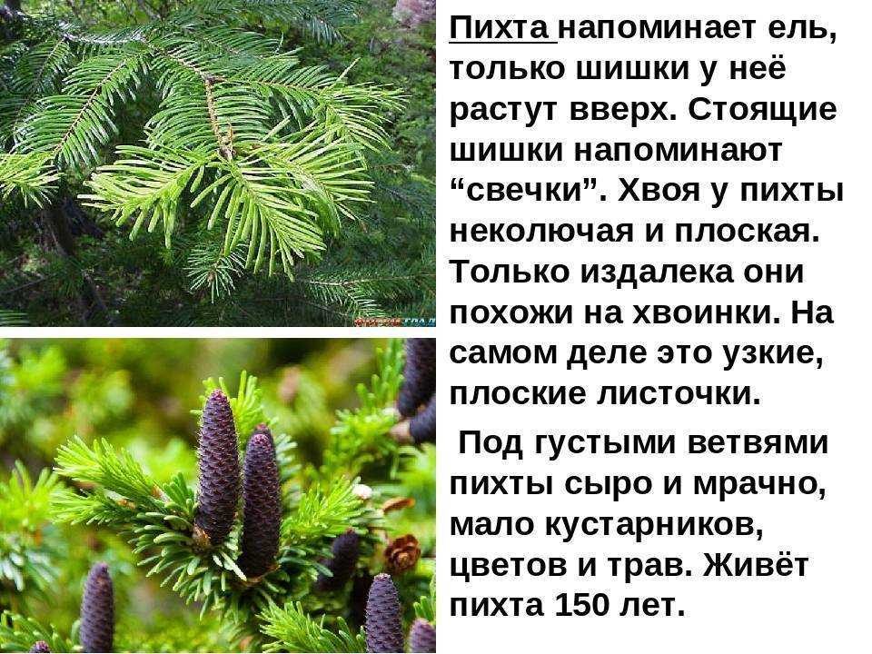 Пихта корейская