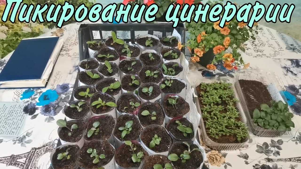 Великолепная цинерария: мастер-класс по выращиванию из семян + фото цветов