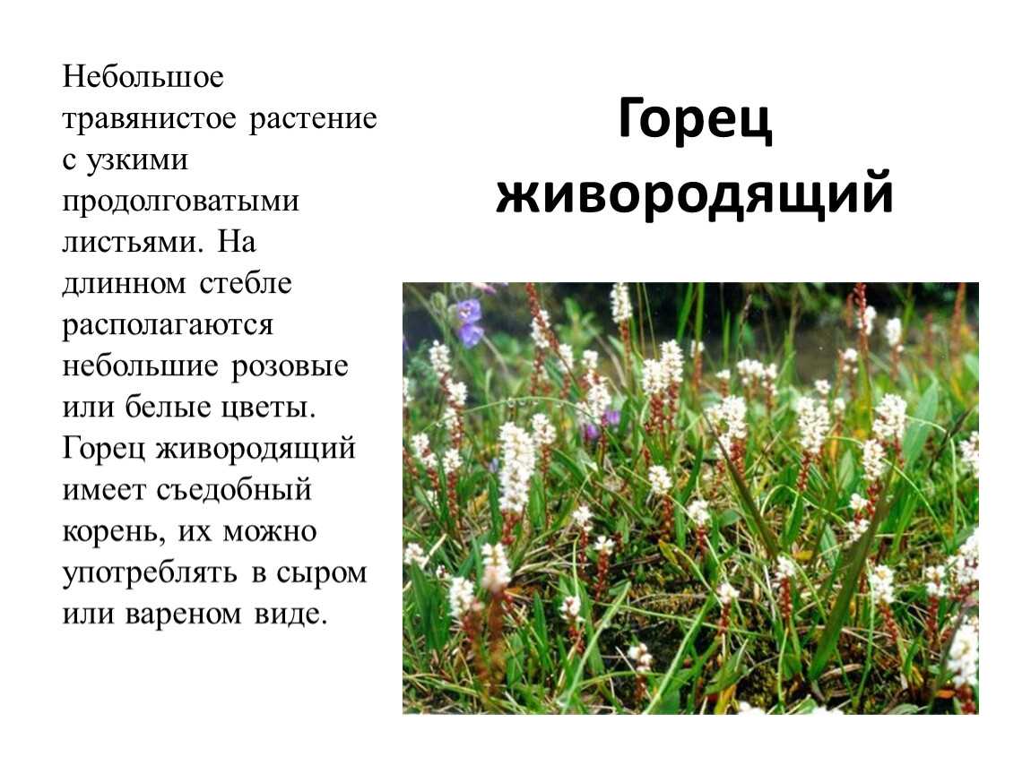 Сахалинская гречиха (курильский горец)