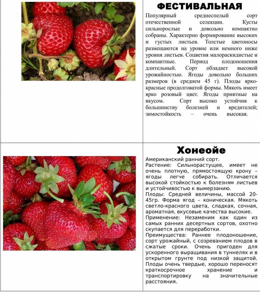 Клубника сорт виктория: классика вкуса и аромата
