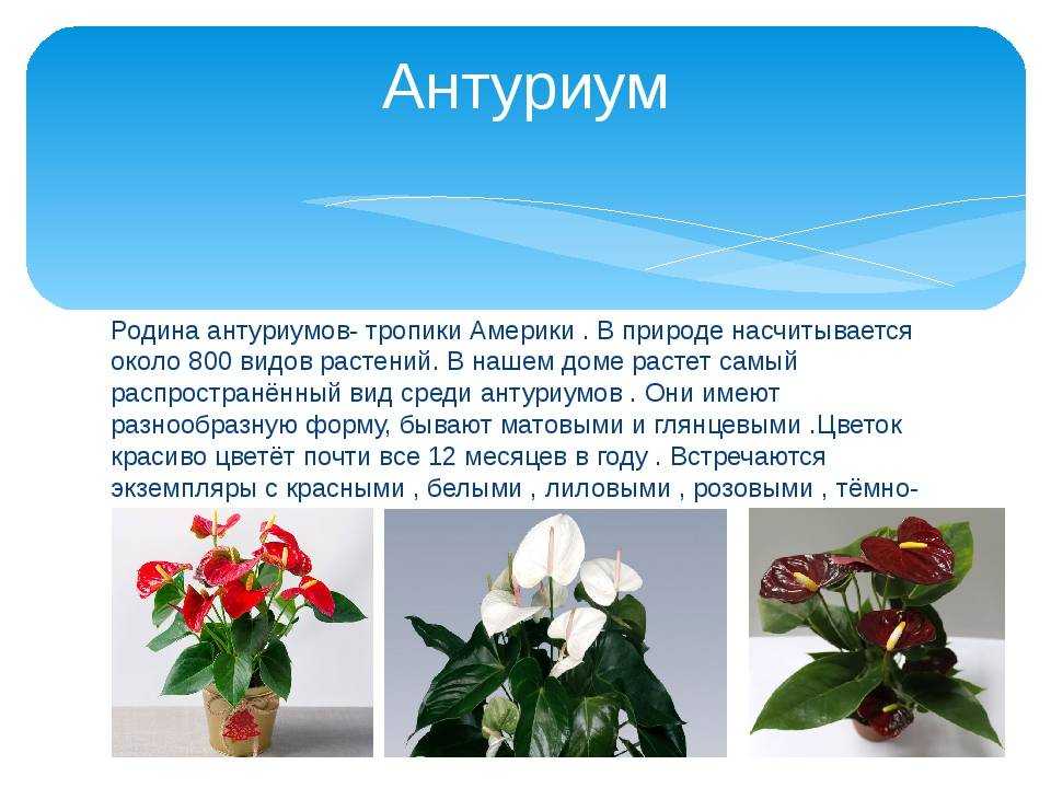 Цветок антуриум или мужское счастье, уход в домашних условиях, фото, болезни