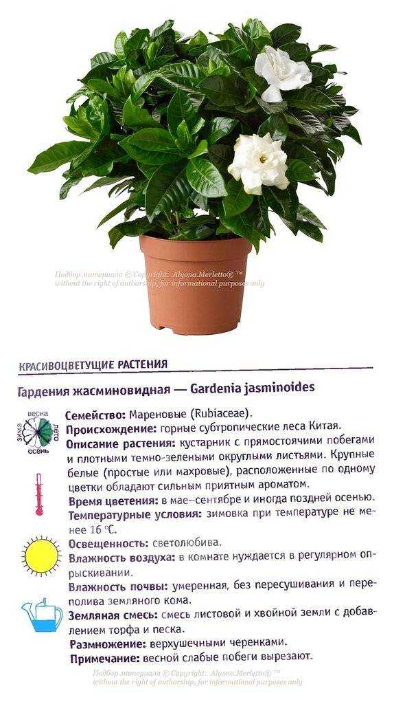 Основные принципы ухода за гарденией в домашних условиях: полив, пересадка и защита