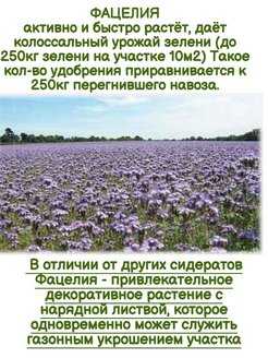 Фацелия сидерат когда посеять весной, в теплице, осенью