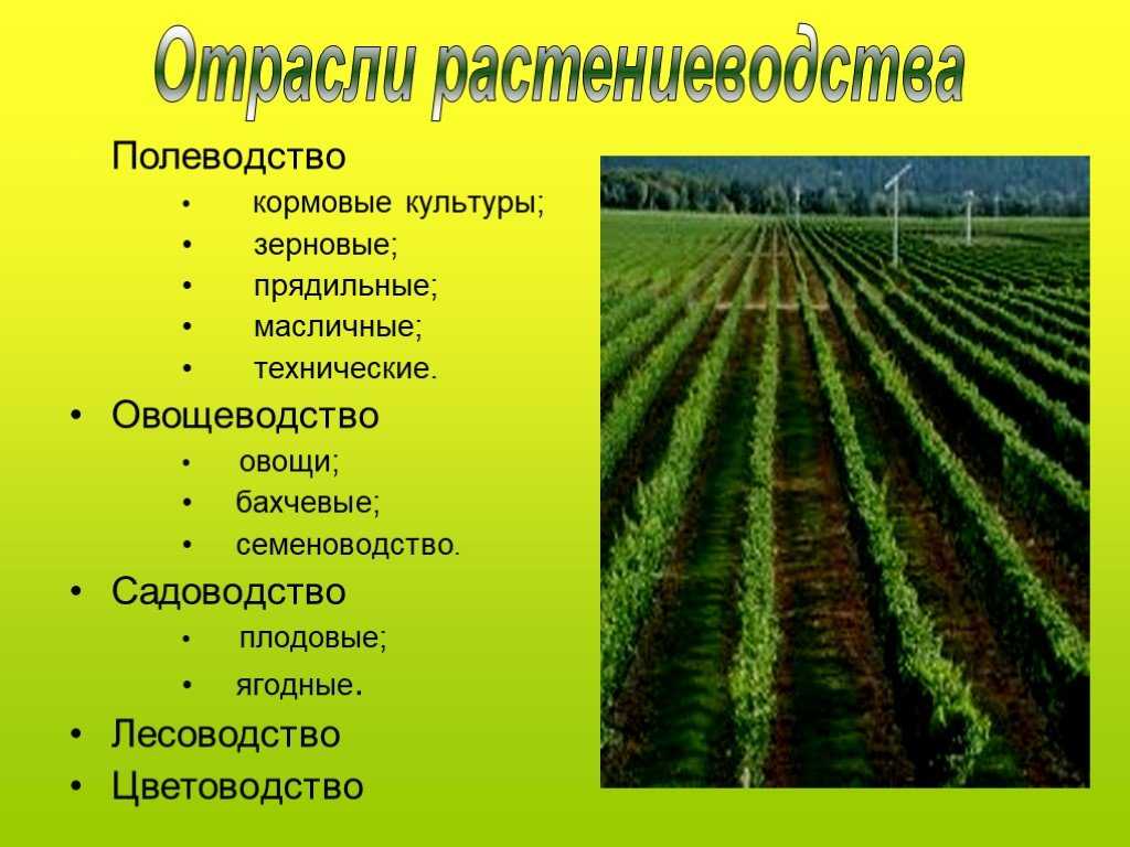 Культурные растения которые произошли от дикорастущих. как, когда и для чего появились культурные растения? будущее культурных растений