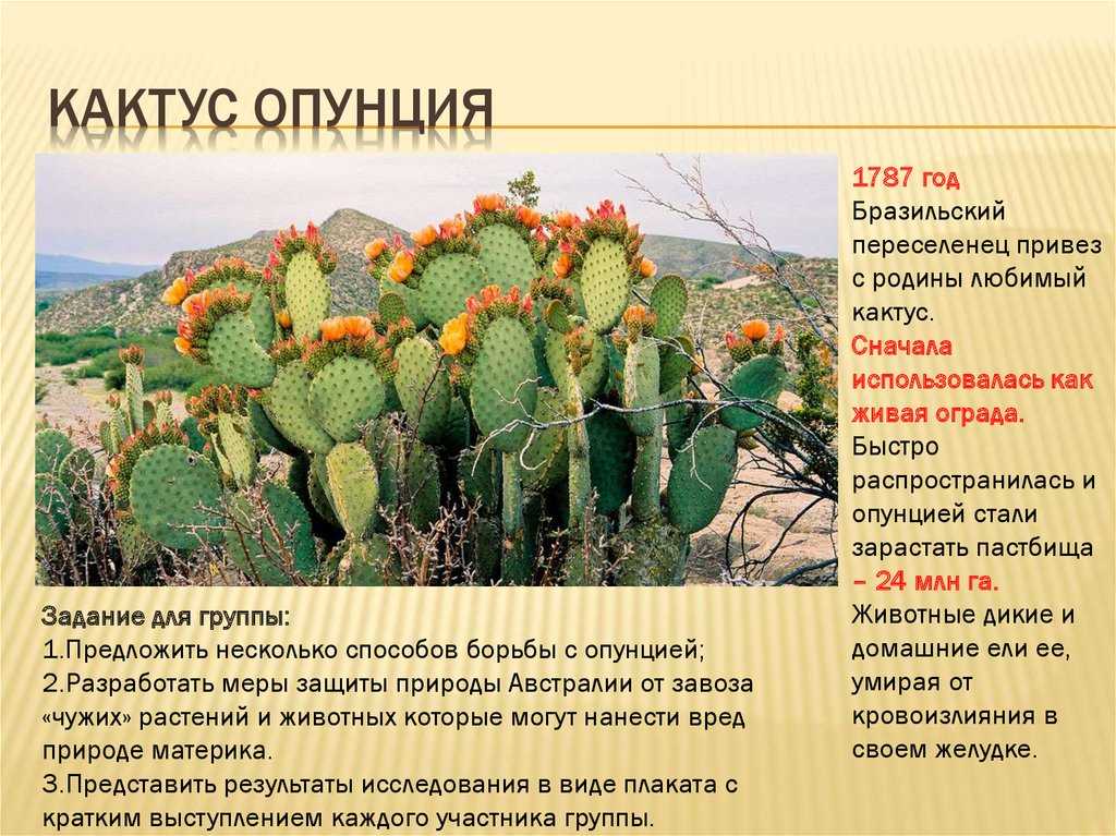 Опунция: выращивание, посадка и уход в домашних условиях