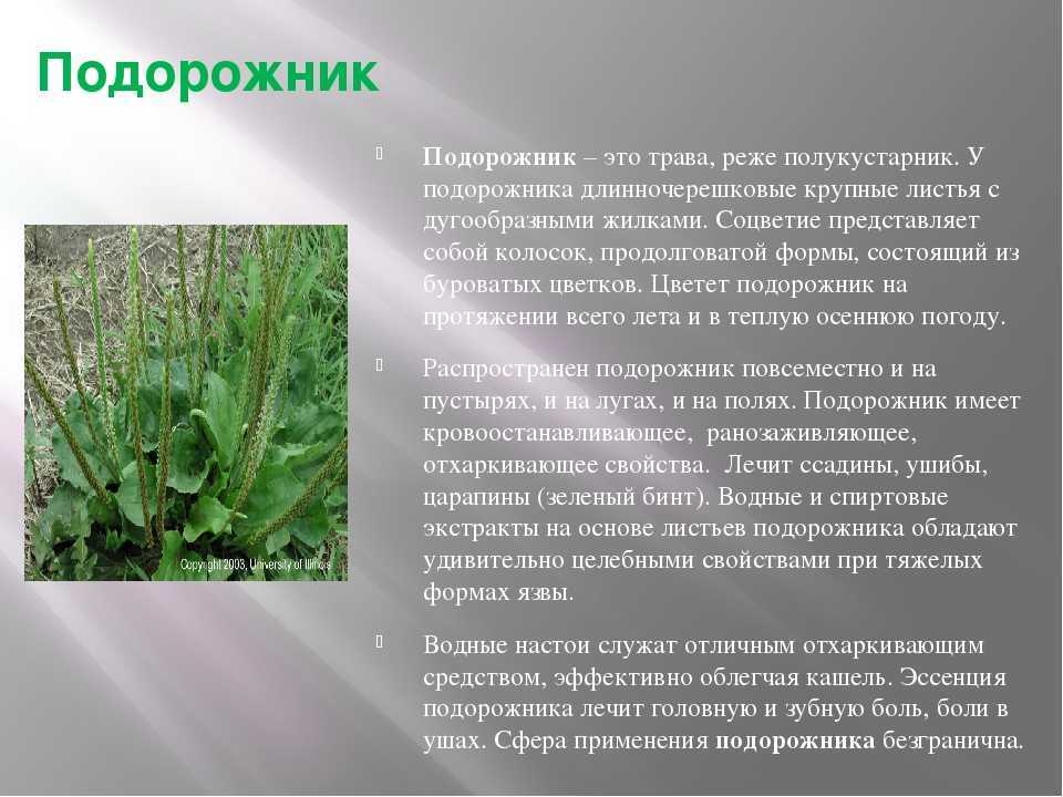 Подорожник: выращивание в саду, посадка и уход, лечебные свойства