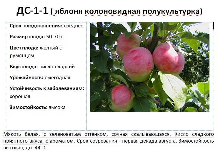 Сколько лет плодоносит яблоня — фаворит среди фруктовых деревьев