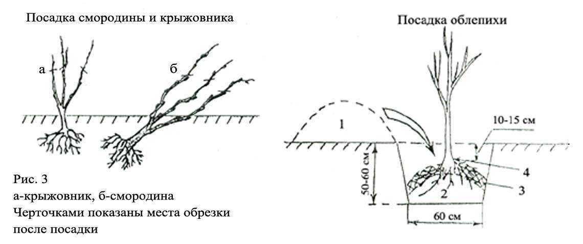 Сажаем и выращиваем папоротник из леса на даче