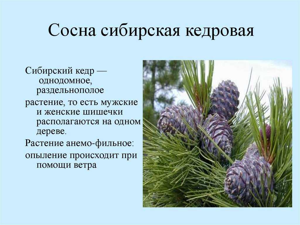 В каком возрасте плодоносит кедр