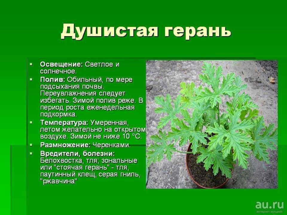 Герань от боли в ухе: помогает ли, как правильно использовать