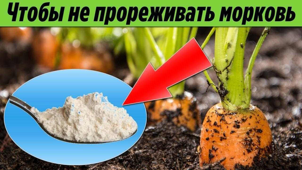 Цветок армерия: посадка и уход в открытом грунте, фото, выращивание из семян
