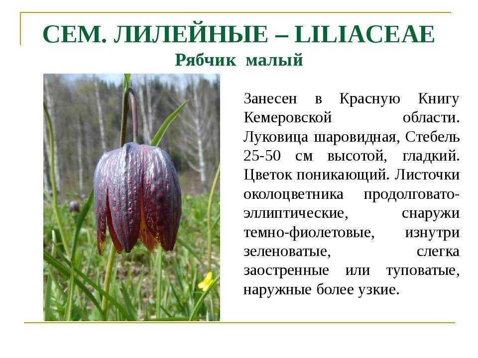 Рябчик императорский посадка и уход в открытом грунте фото