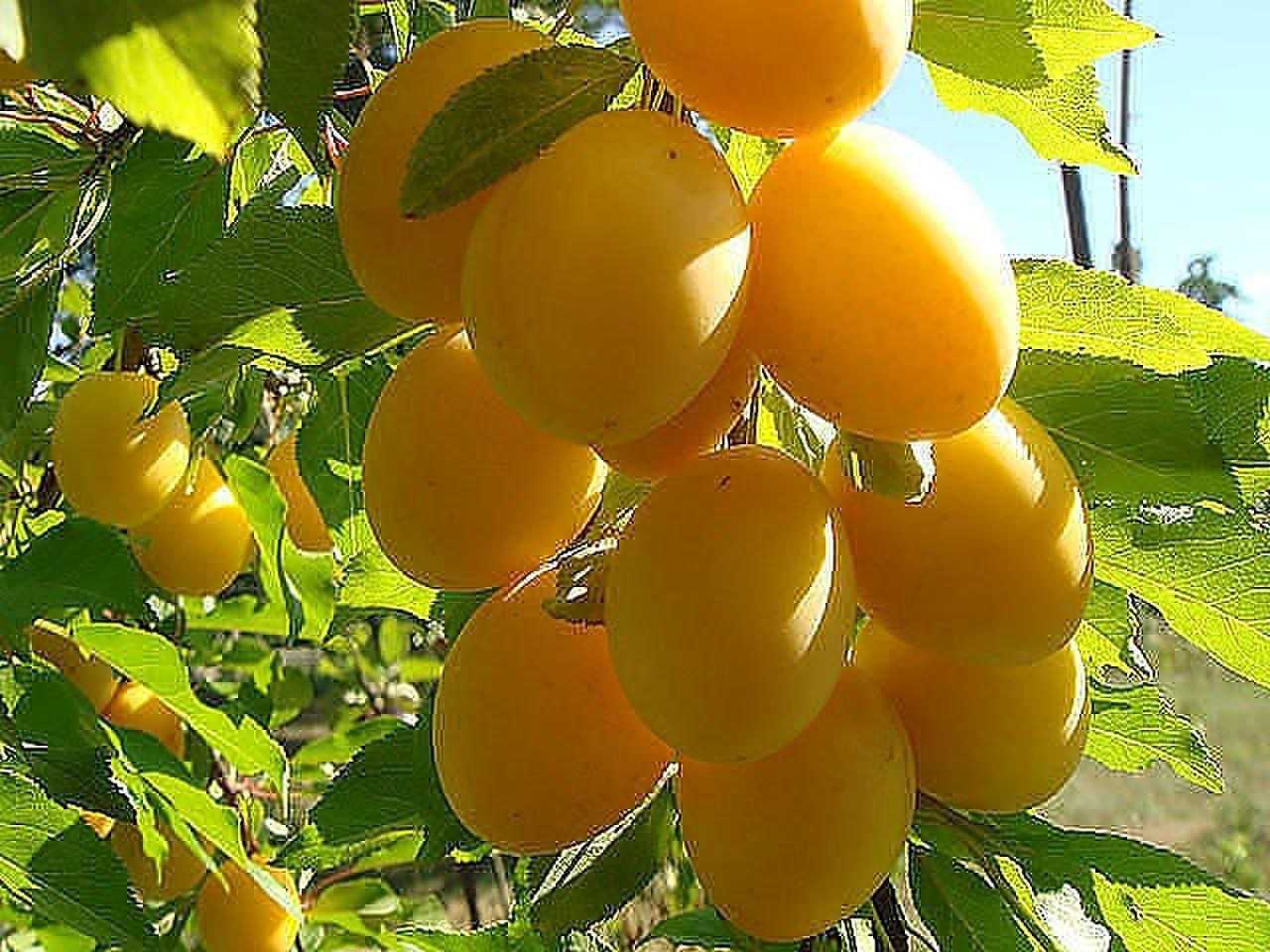 Лучшие сорта абрикоса для беларуси с быстрым плодоношением