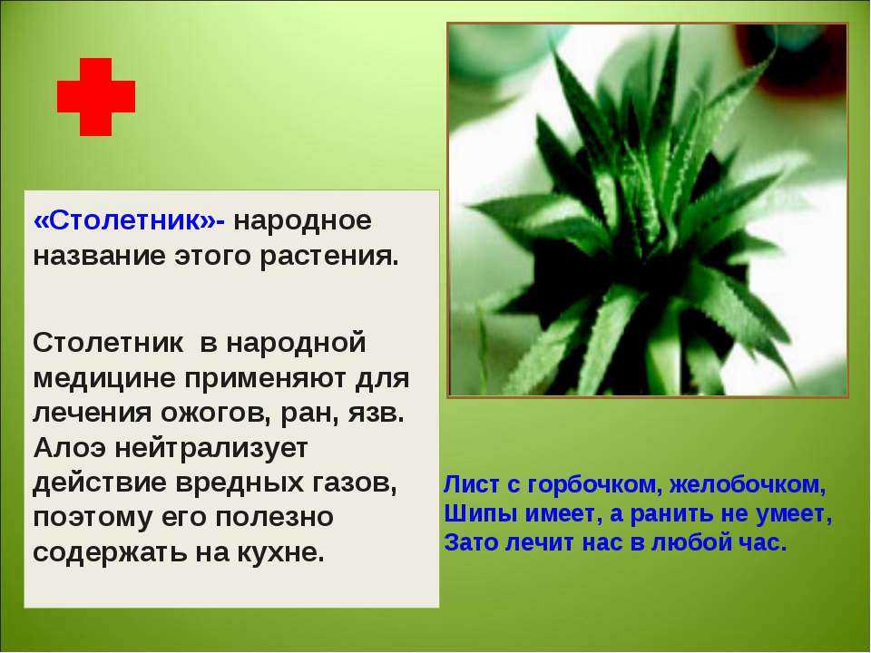 Полезное растение – алоэ вера: правильный уход и народные рецепты