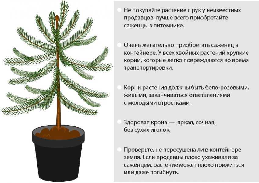 Голубая ель и другие разновидности ели