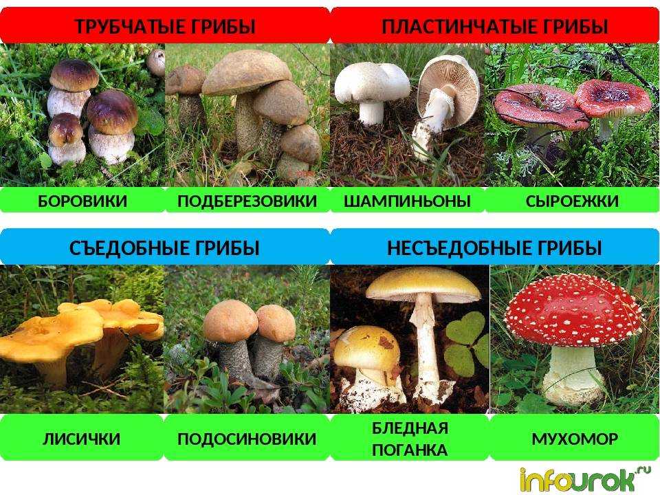 Грибы рядовки съедобные и ядовитые: как отличить? виды грибов рядовок: фото, описание