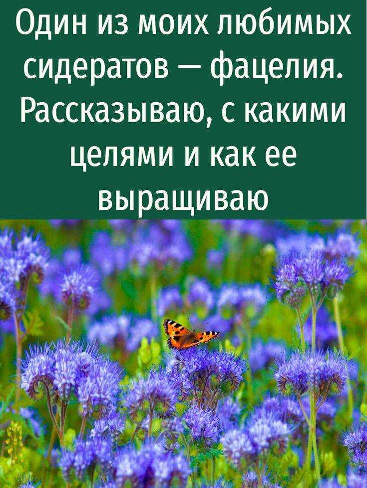 Фацелия как сидерат для улучшения плодородия почвы: когда сеять и срезать