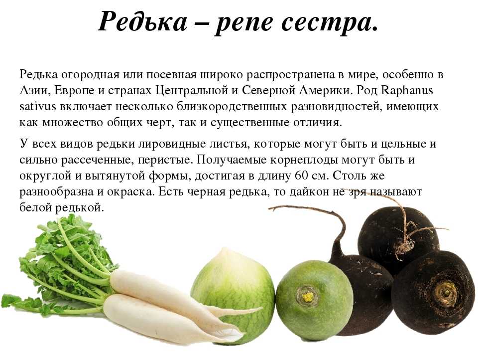 Настоящий суперфуд с грядки. редиска защищает от рака и лечит диабет