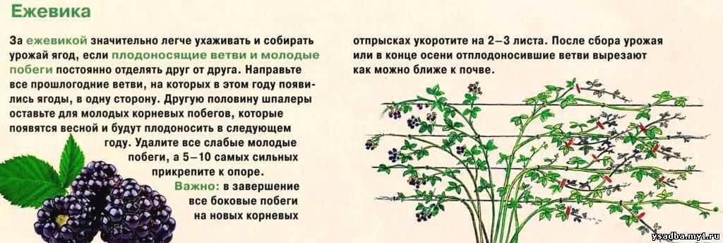 Ежевика садовая посадка, уход, размножение. свойства ежевики и противопоказания.. особенности выращивания и размножение ежевики садовой