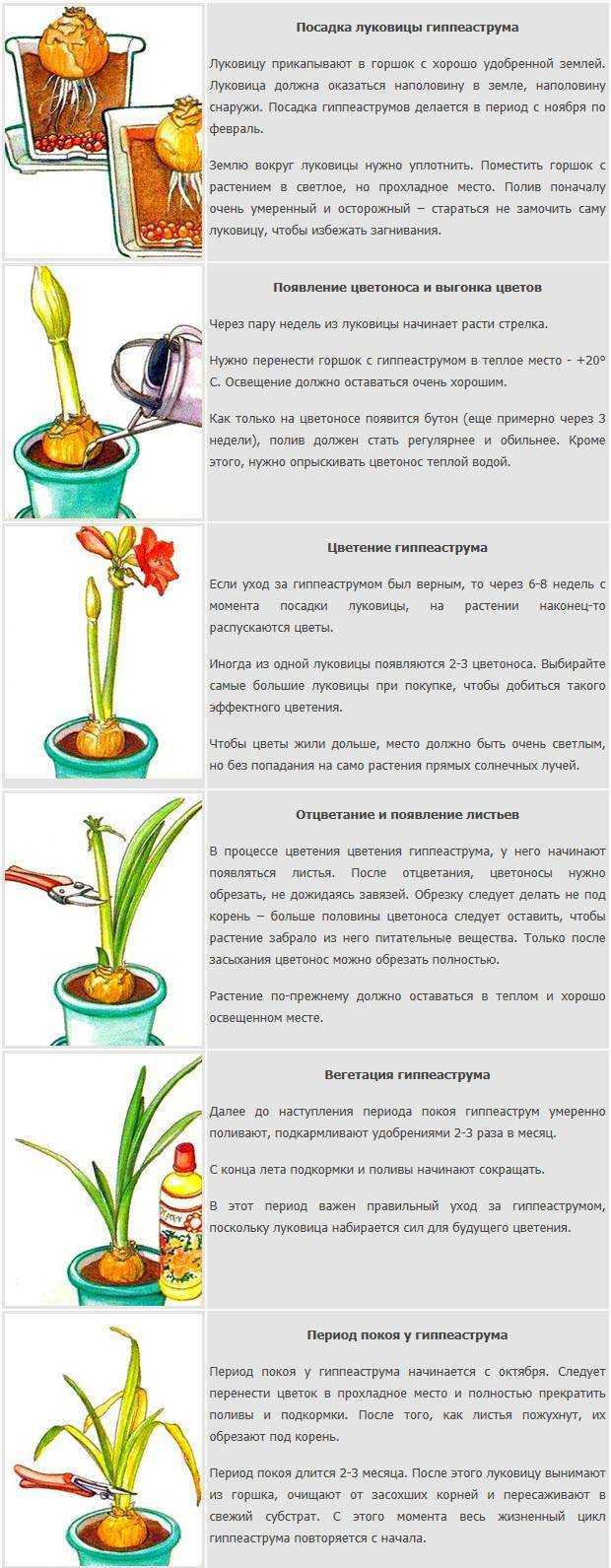 ᐉ комнатный гиппеаструм – уход: полив, пересадка, подкормка, размножение. виды гиппеаструма - roza-zanoza.ru