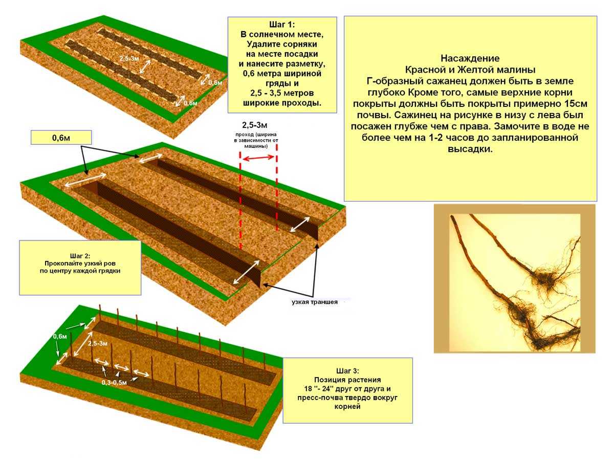 Выращивание малины по методу соболева