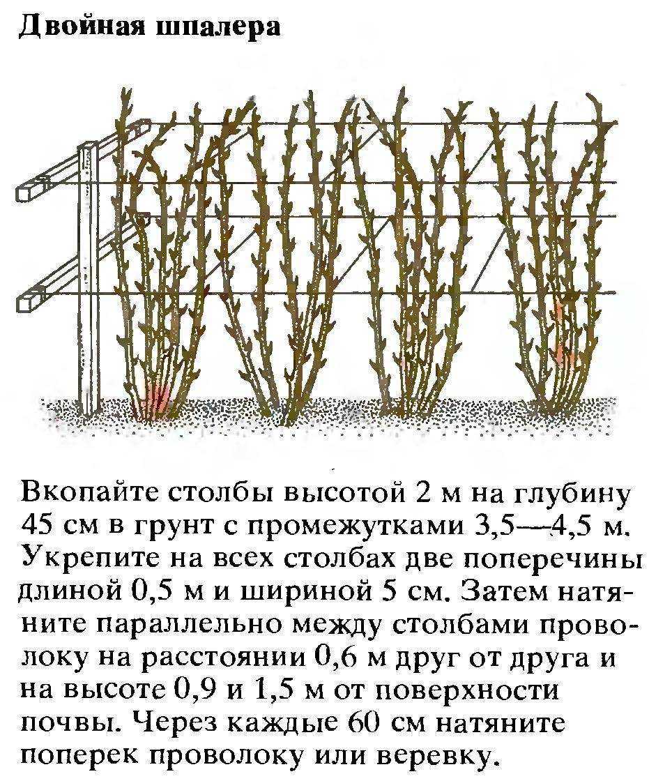 Пересадка малины летом на новое место: как и когда лучше, особенности и секреты