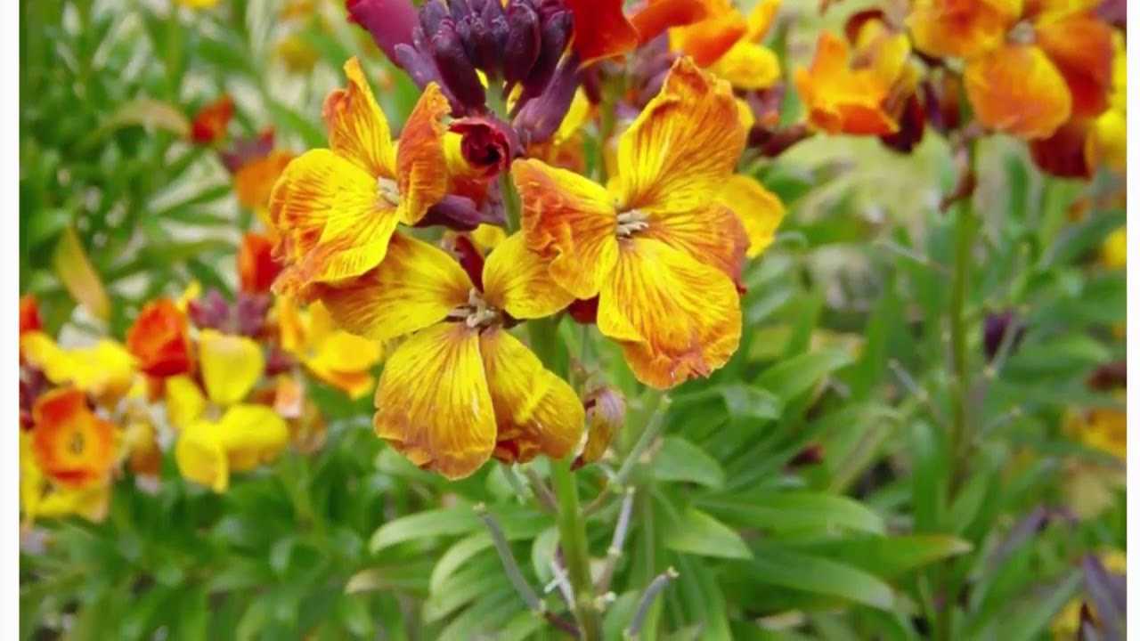 Лакфиоль (cheiranthus) - описание сорта, саженцы, фото и характерные особенности