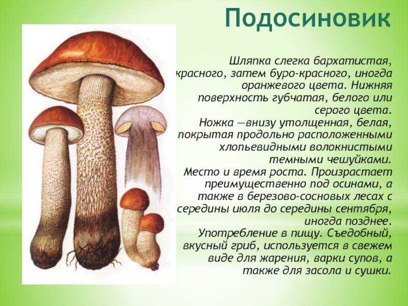 Виды грибов с красной шляпкой: названия, описание и фото