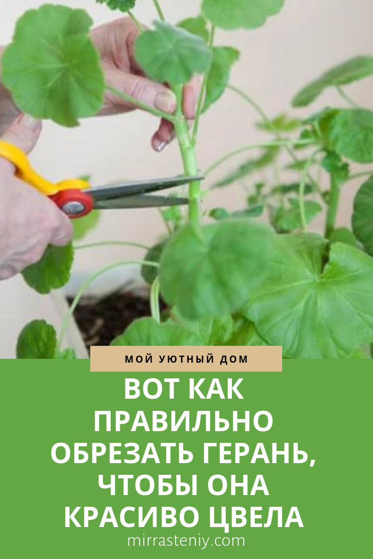Пеларгония плющелистная: посадка, уход и размножение в домашних условиях