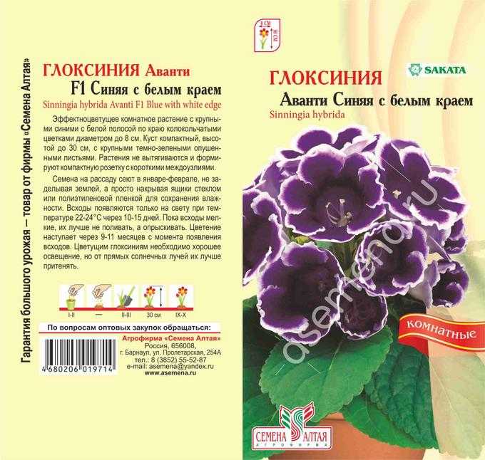 Глоксиния: уход в домашних условиях, пересадка, размножение