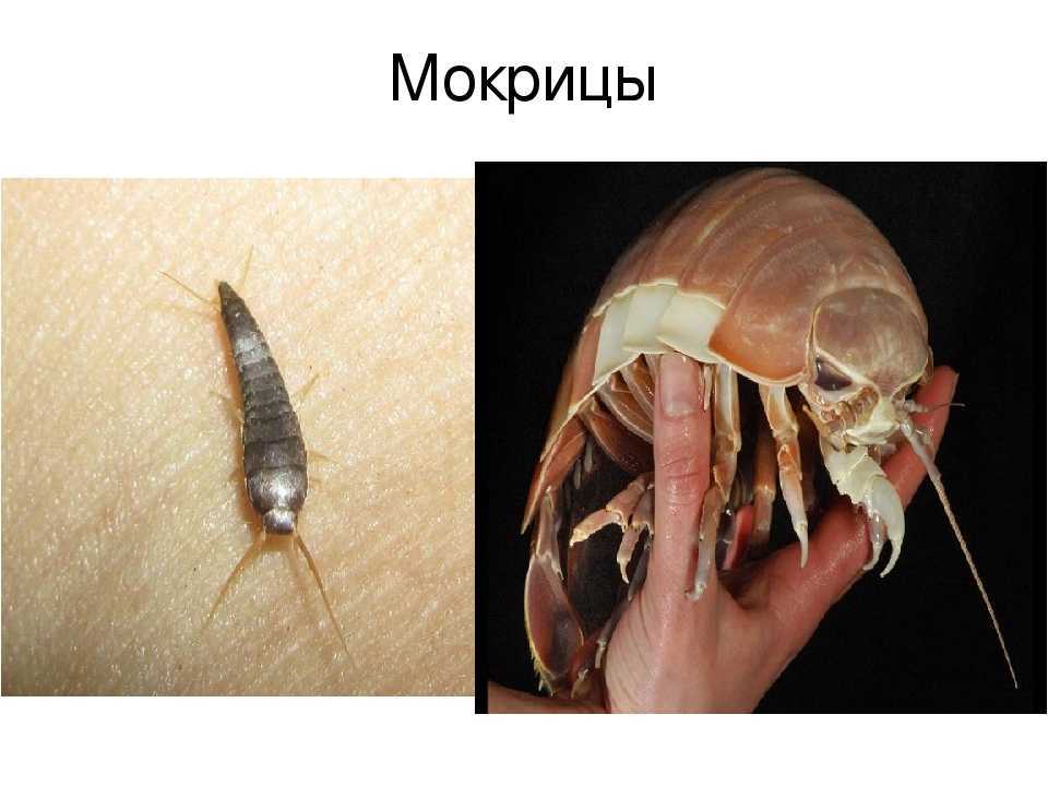 Описание мокриц — чем питаются, чем опасны, как размножаются и сколько живут
