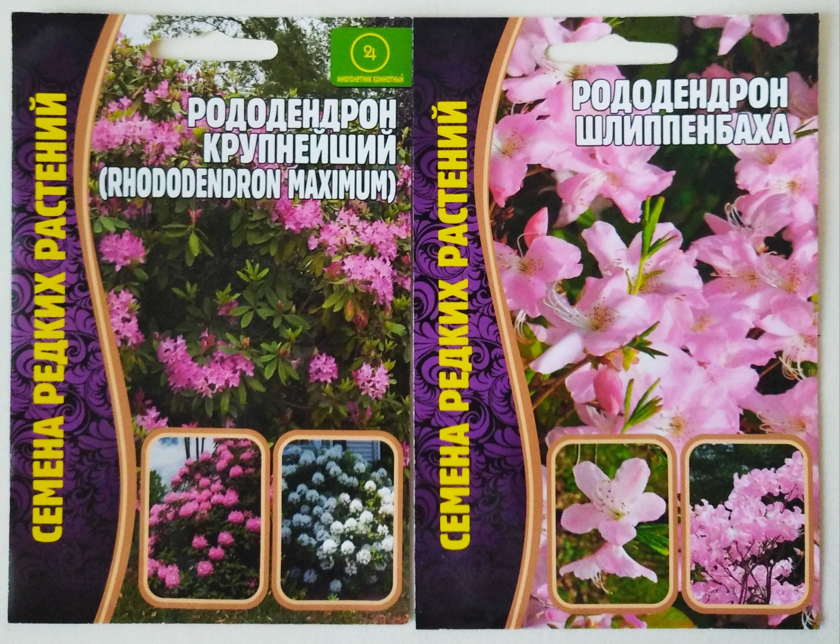 Описание и характеристики рододендрона шлиппенбаха, посадка и выращивание