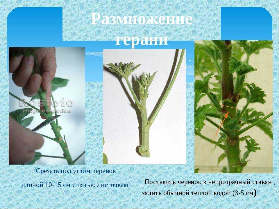 Размножение герани черенками в домашних условиях (пошагово с фото)