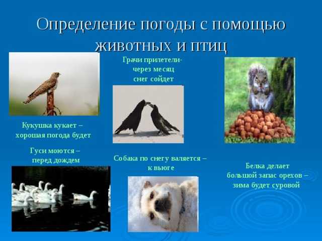 Народные приметы о погоде по поведению животных