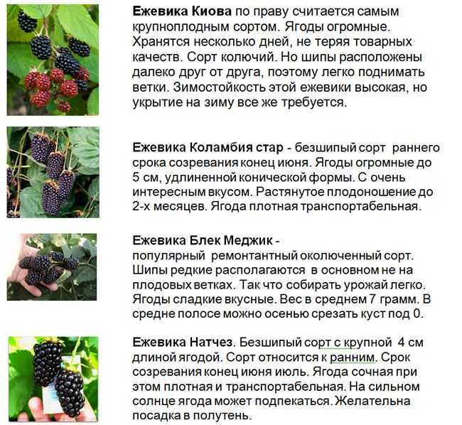 Ежевика считается подродом рода рубус, который относится к семейству розовые В средних широтах наиболее часто садоводы культивируют ежевику кустистую