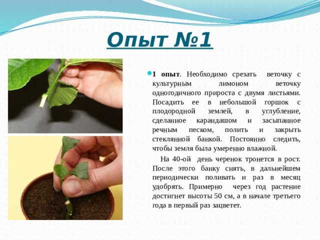 Какой грунт подойдет для комнатных цитрусов