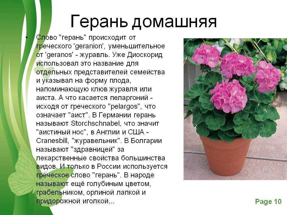 Уход в домашних условиях за пеларгонией ангел: сорта цветка герани, размножение