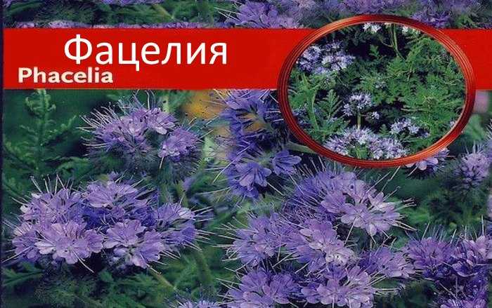 Когда посеять сидерат фацелию, чтобы она принесла максимальную пользу