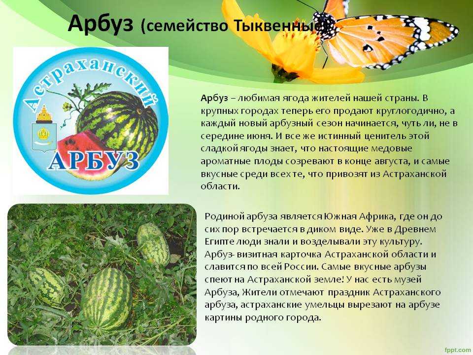 Где созревают арбузы в мае? – агрофил