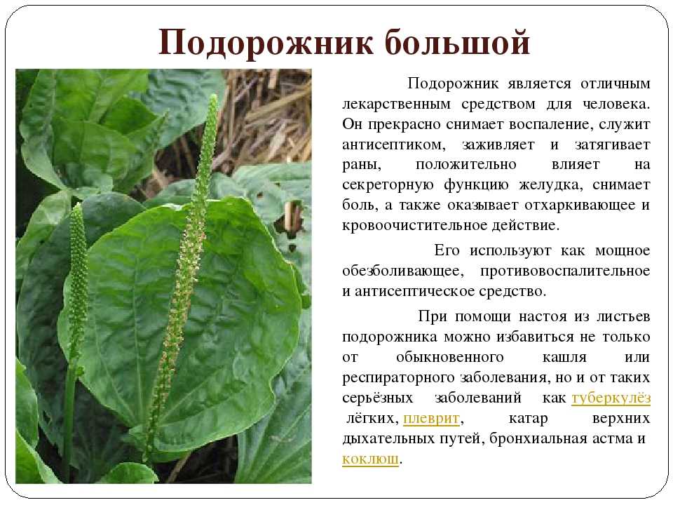 Подорожник: целебные качества, выращивание и виды