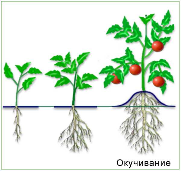 Рыхление и окучивание почвы: важные агротехнические приемы для повышения урожайности