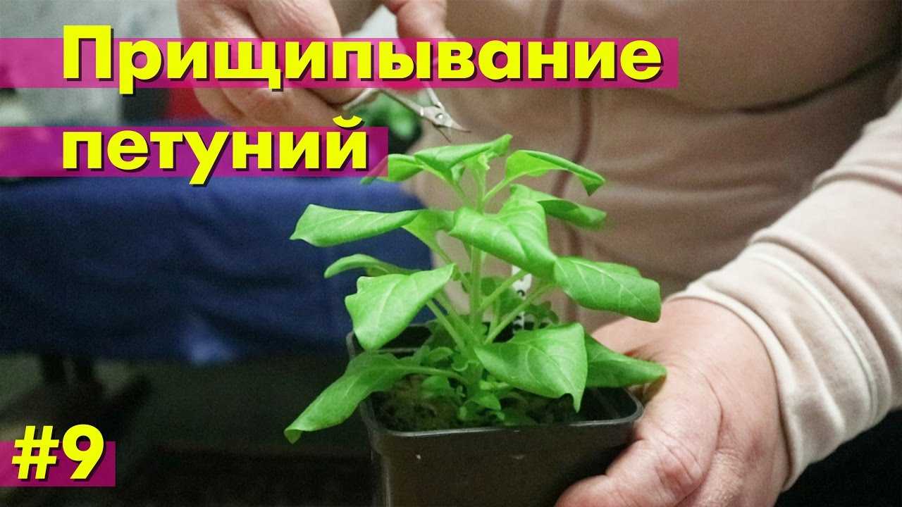 Как прищипывать петунию правильно для кустистости и чтобы она обильно шикарно цвела: над каким листом у рассады и когда после всходов, и пошаговый алгоритм и фото