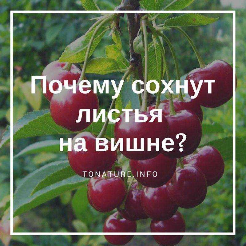 Почему сохнет вишня после цветения: что делать и как спасти дерево