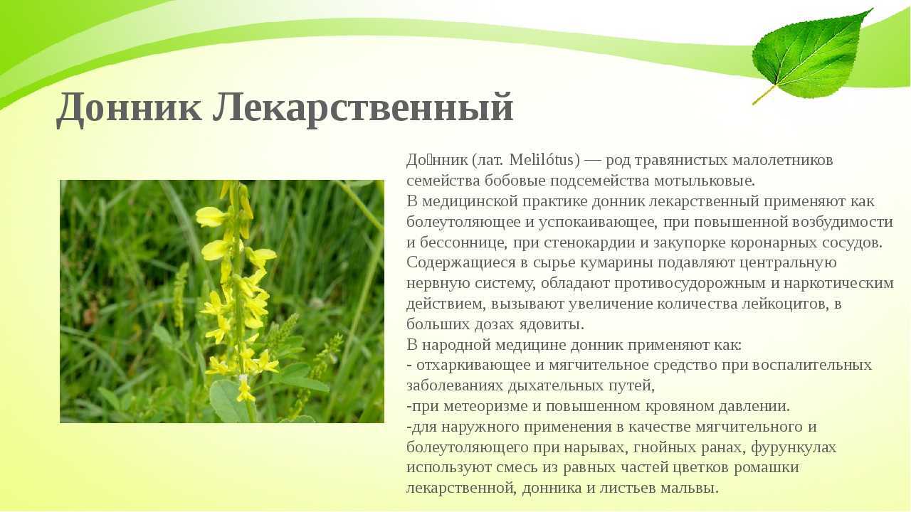Донник - сидерат для полей и огородов, польза применения, правила выращивания и уборки