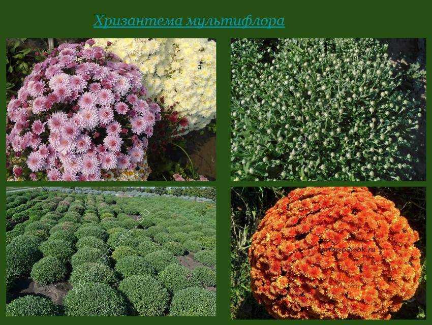Хризантема мультифлора: правила посадки и ухода и топ-9 красивых сортов