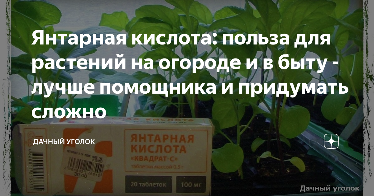 Борная кислота для растений: применение в саду, огороде и цветнике